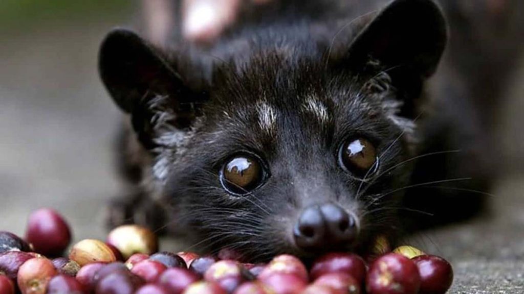 Убуд (Бали) Достопримечательности - зверёк Лювак есть кофейные зёрна